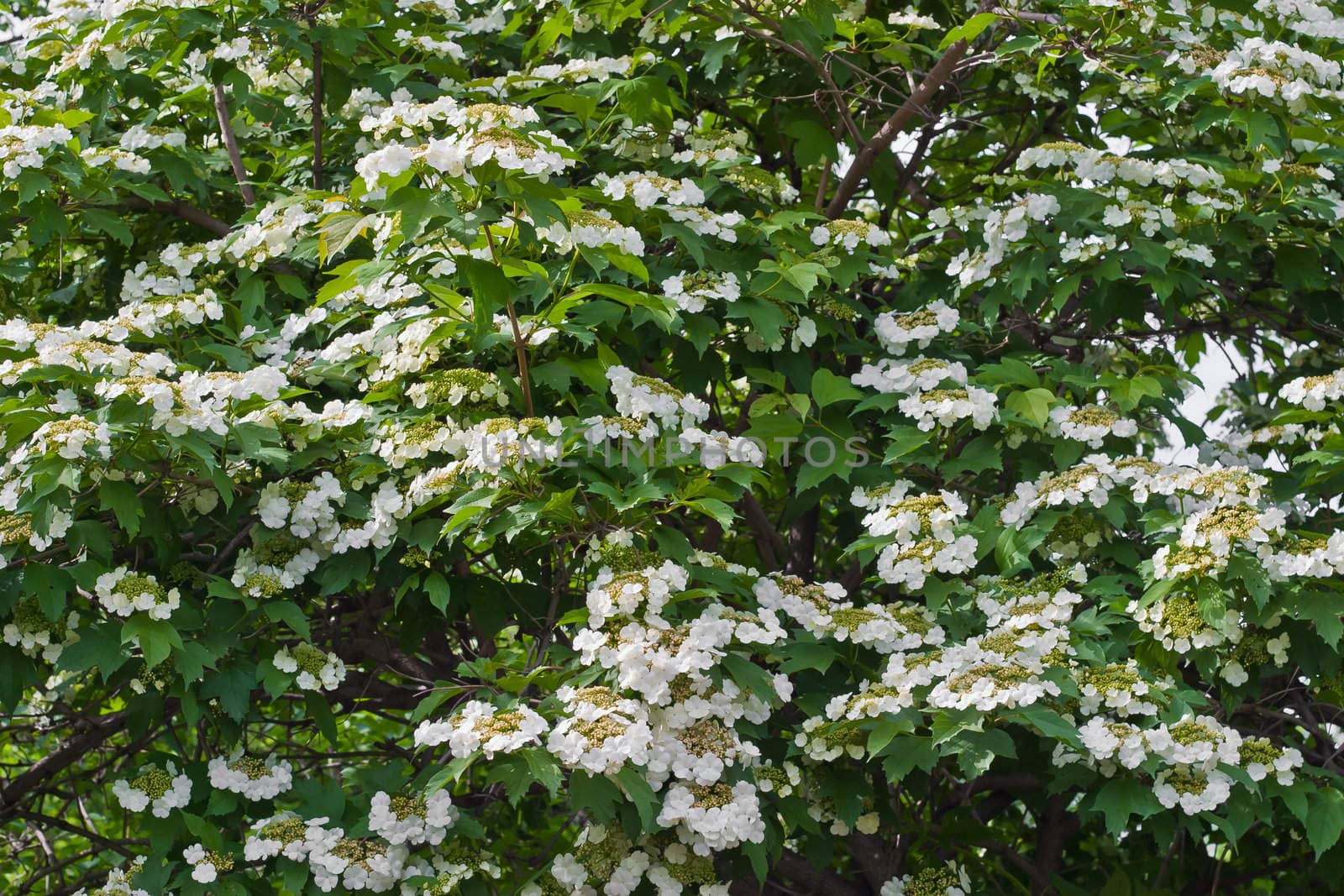 Blooming viburnum filmed close-ups. Spring mood