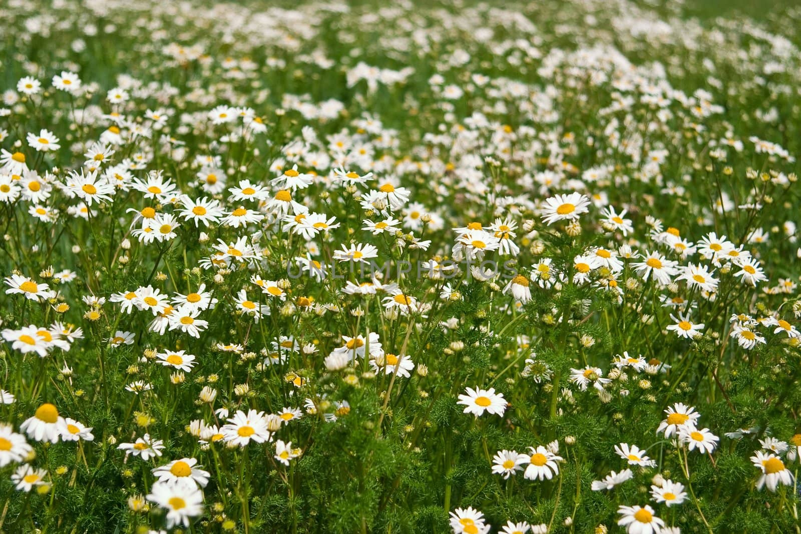 Field of daisies, the concept of nature, purity and prosperity
