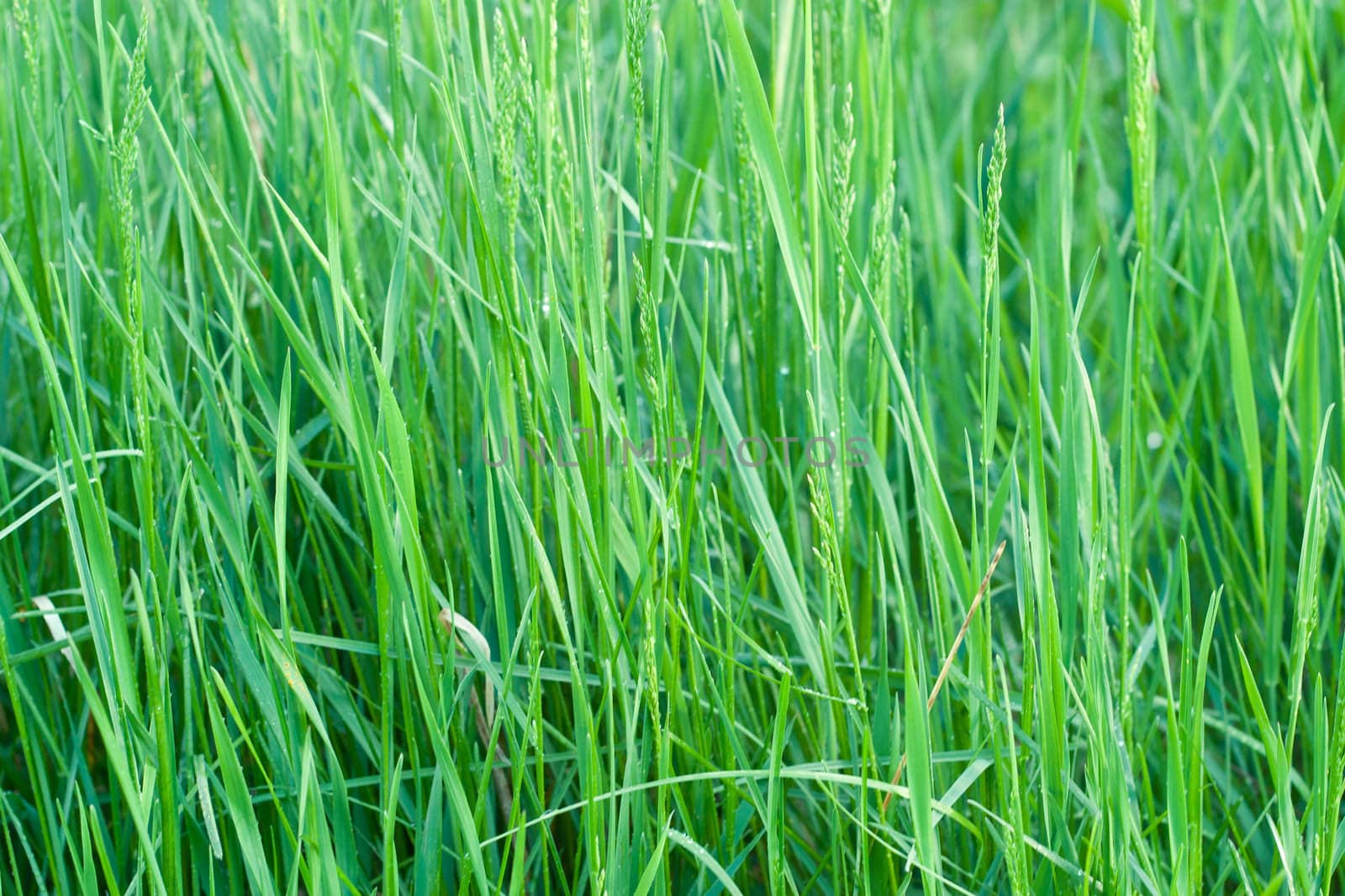Blades of grass with dew. Concept of purity and nature