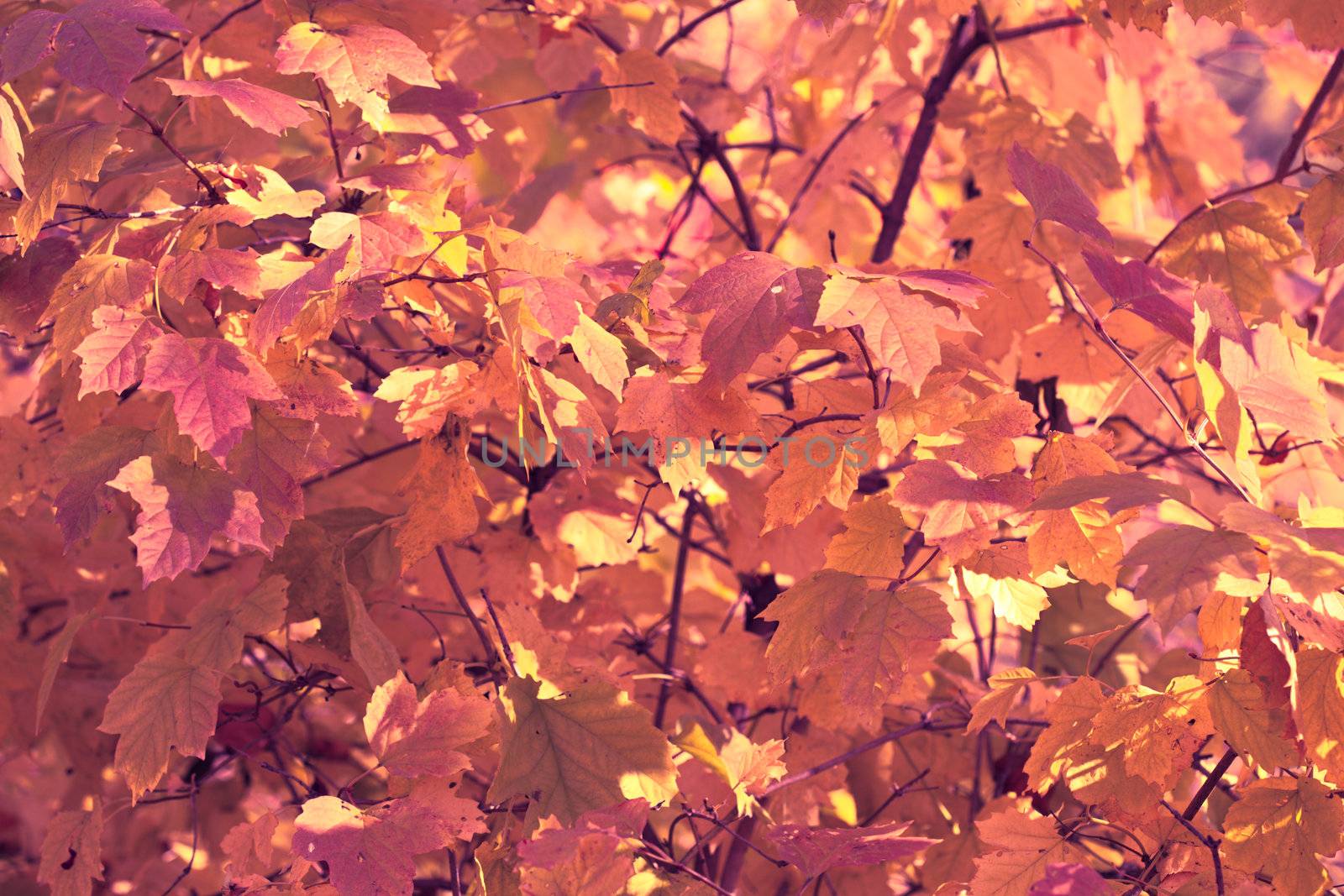 Autumn colorful leaves, natural backdrop for any purpose