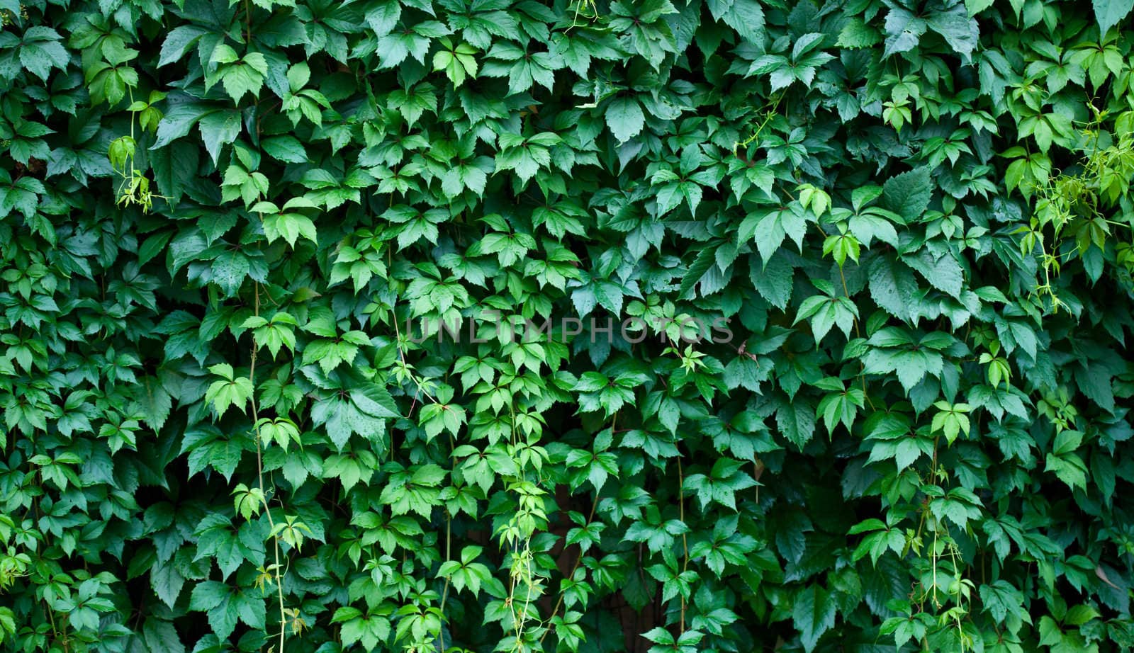 Green wall background. A lot of leaves.