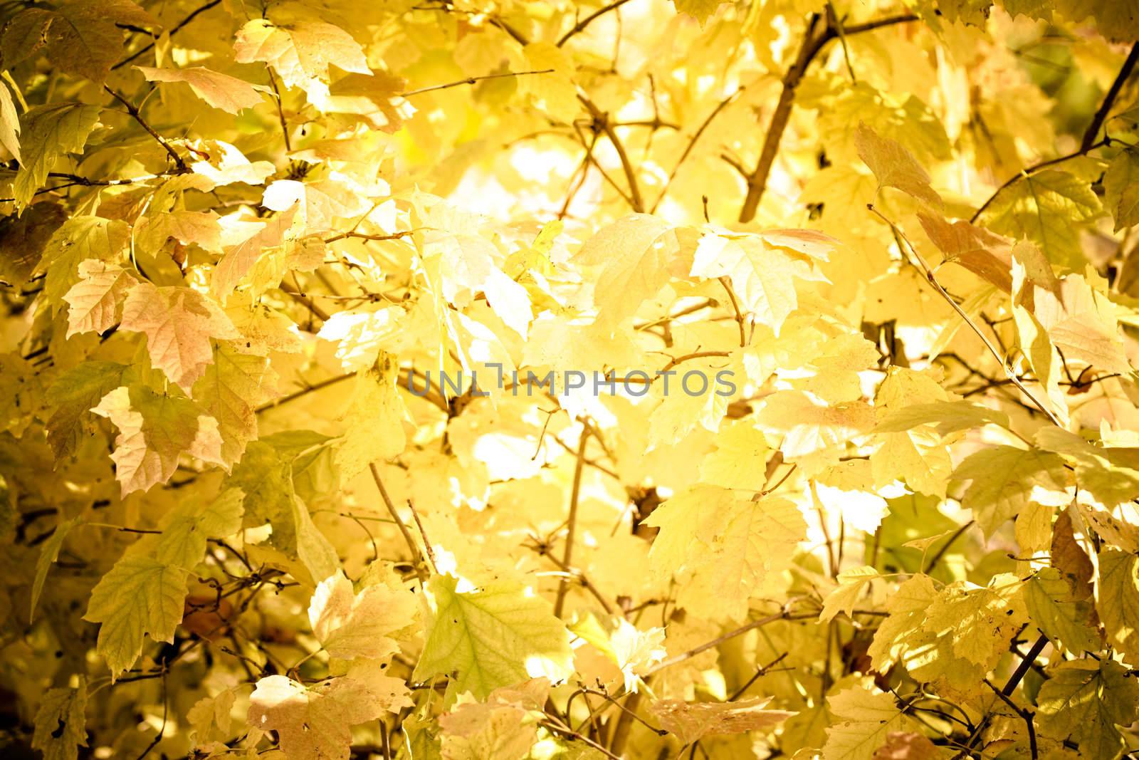 Autumn colorful leaves, natural backdrop for any purpose
