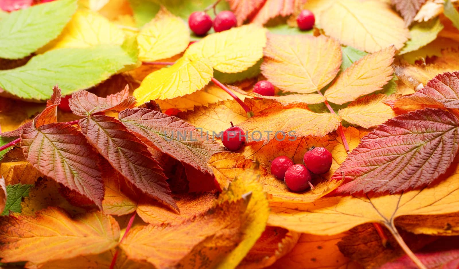 Autumn still-life with yellow leaves and mountain ash