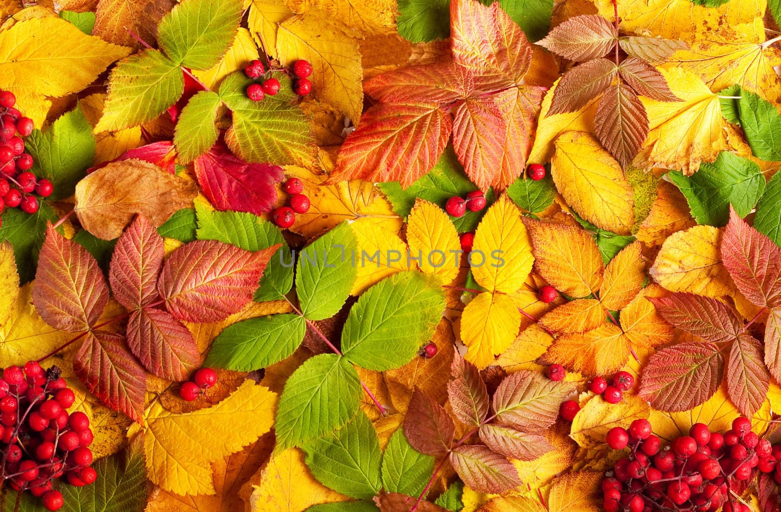 Autumn still-life with yellow leaves and mountain ash