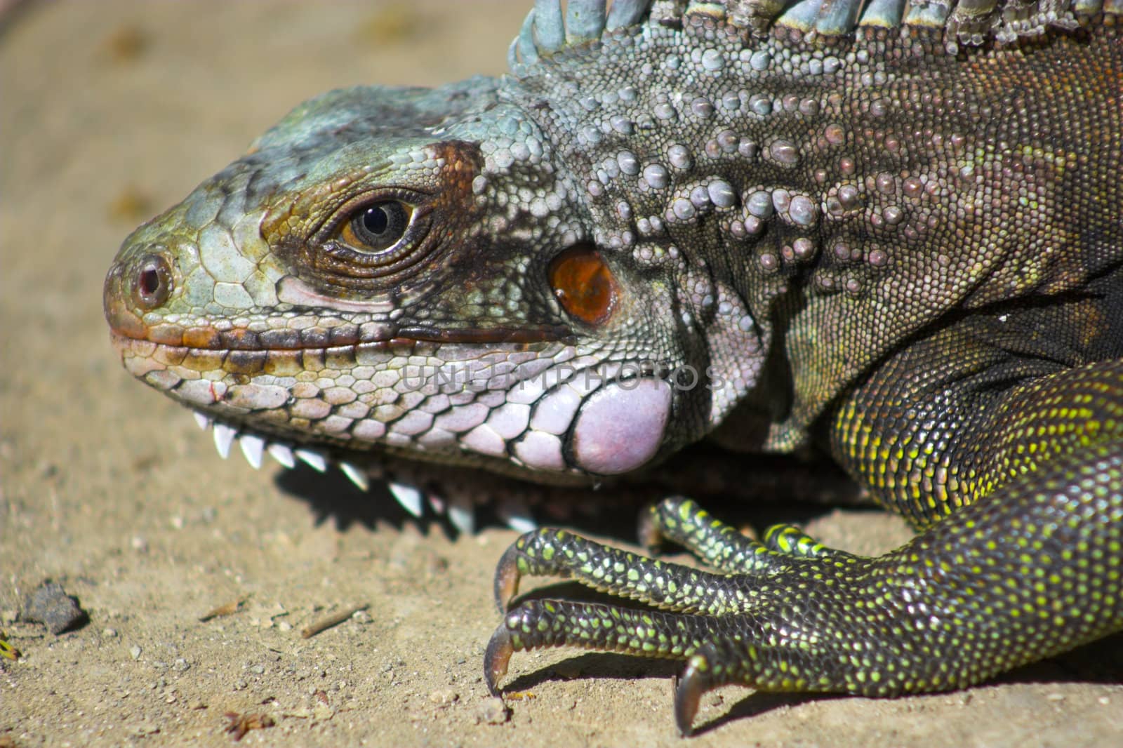 Iguana - portrait of iguana filtered to display all its natural vibrant colors