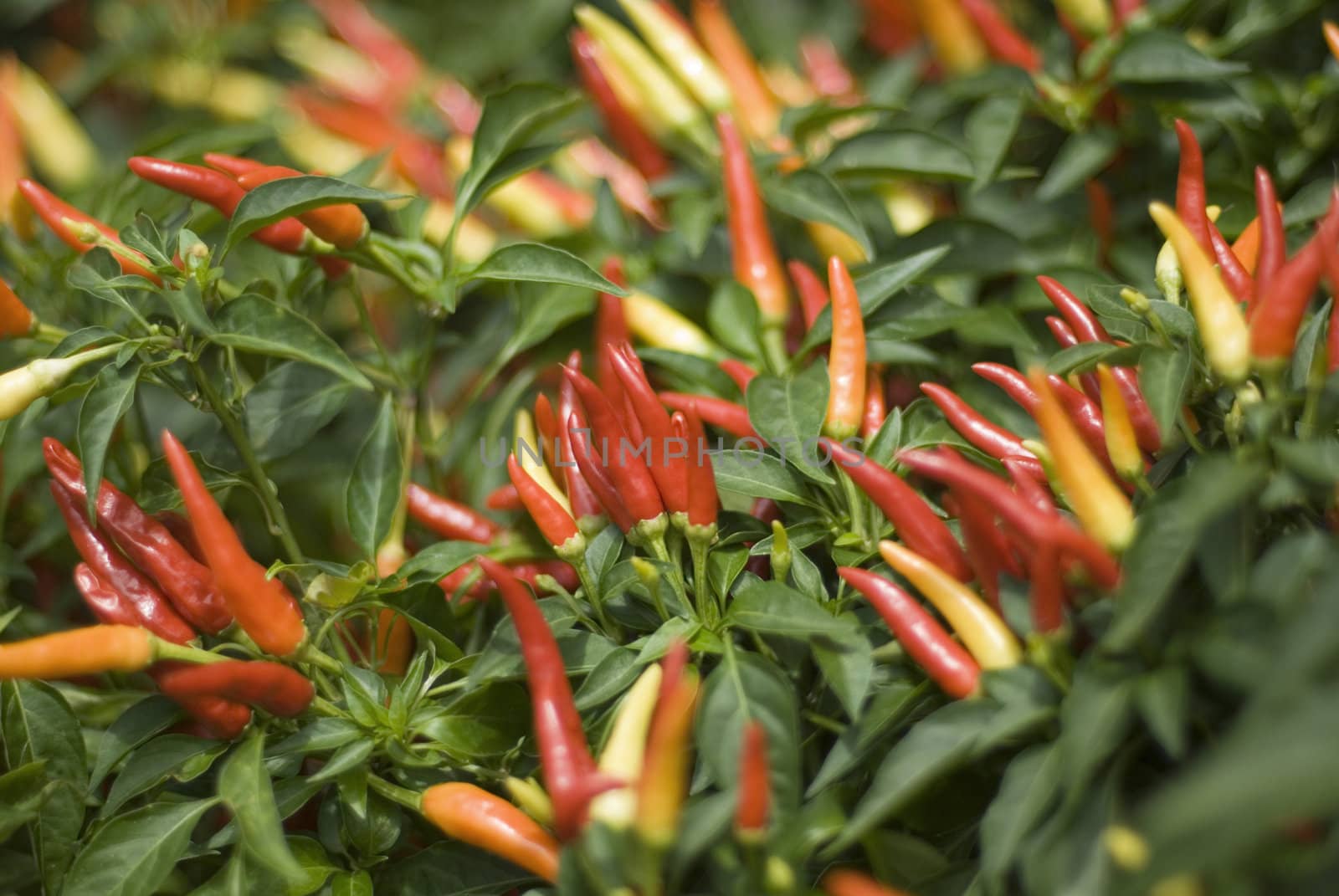 Thai Chilli Pepper Plant by stockarch