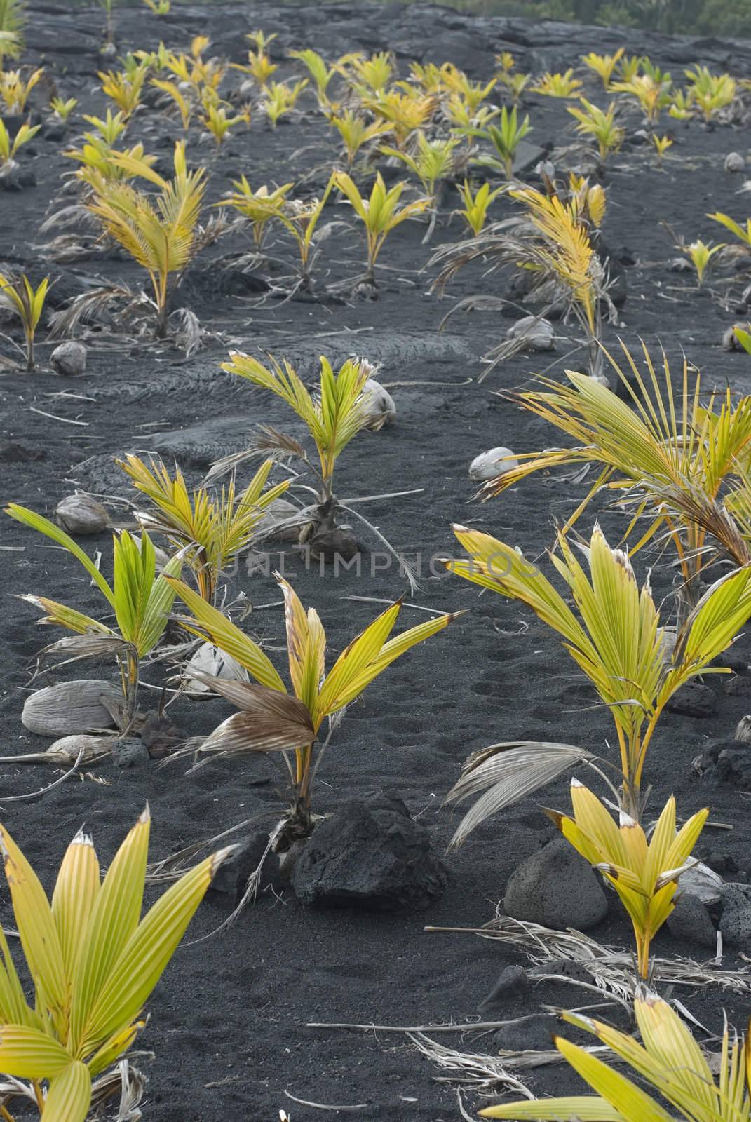 Coconuts sprouting in the dark volcanic soil of Hawaii's Big Island