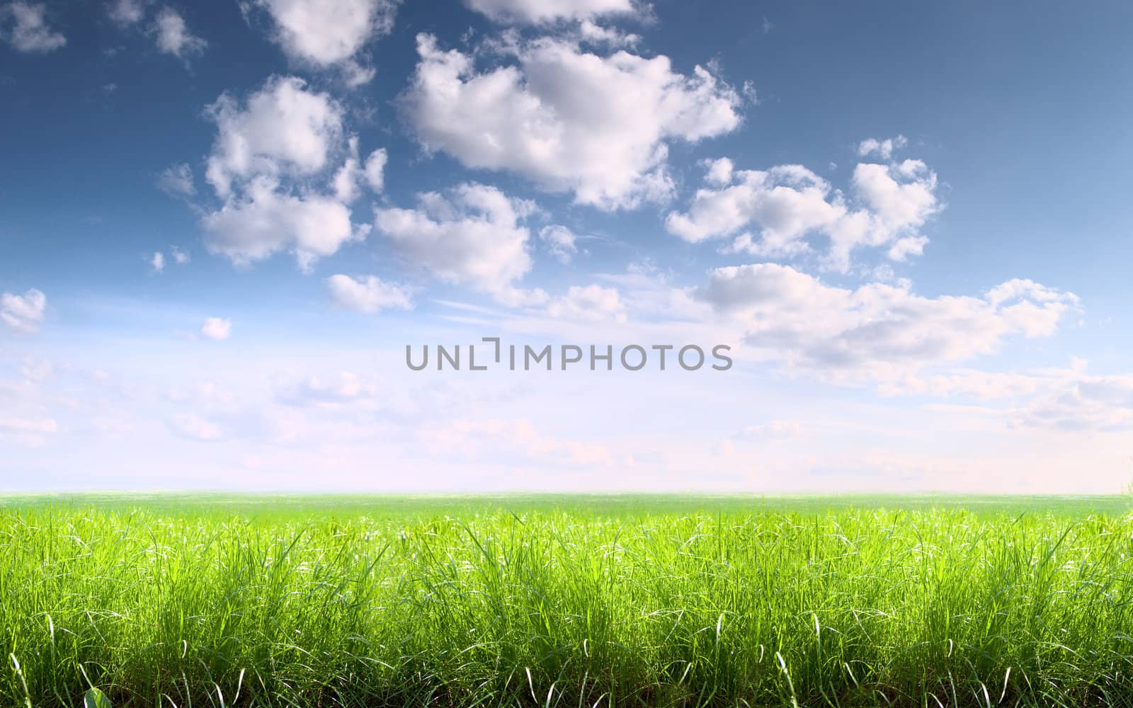 Summer landscape: grass and sky
