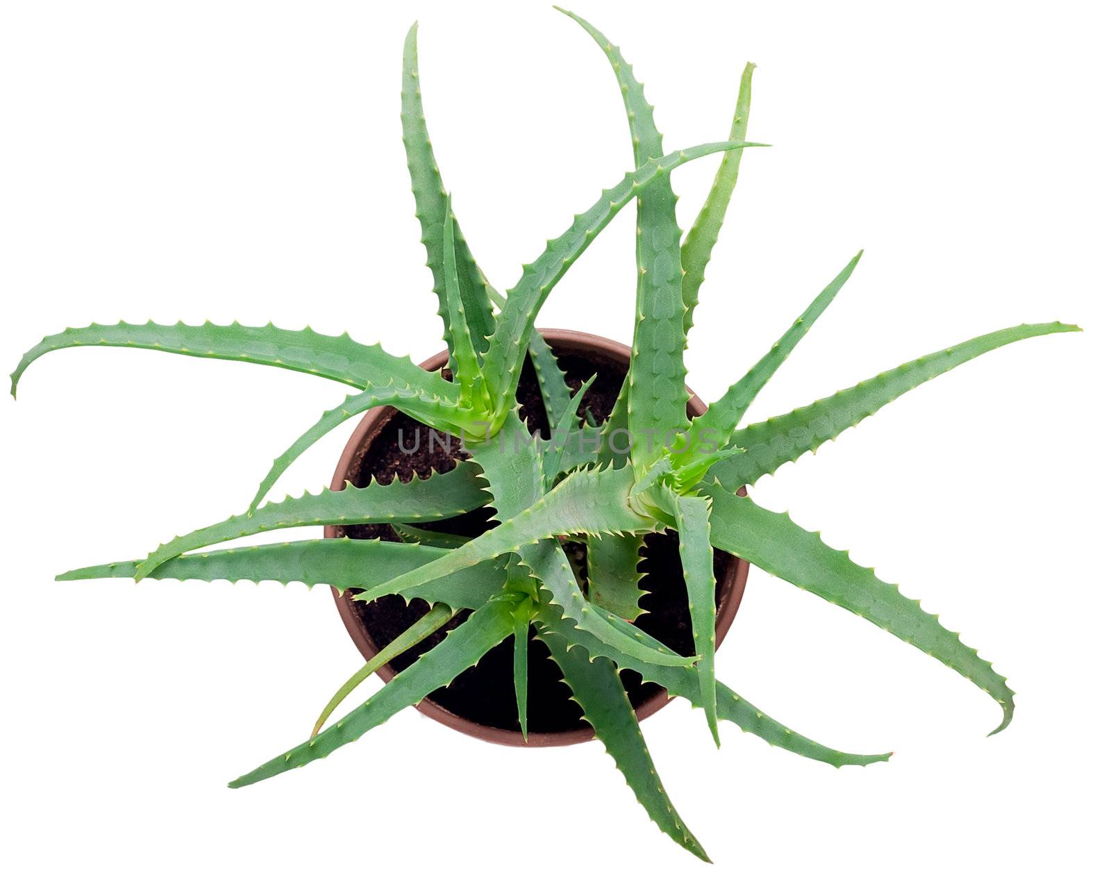  Aloe view from above isolated on white background