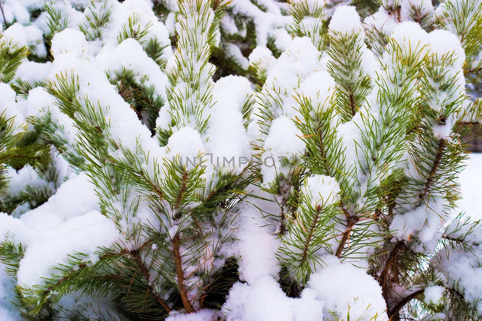 Snowy pine branch
