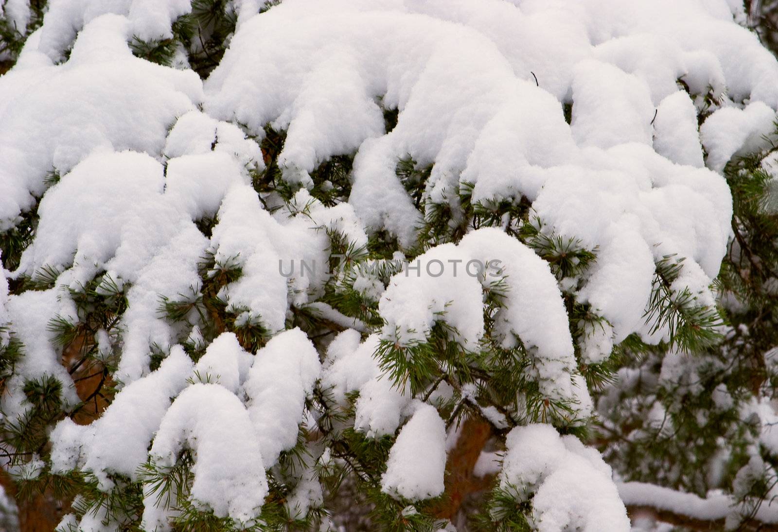 Pine trees with snow