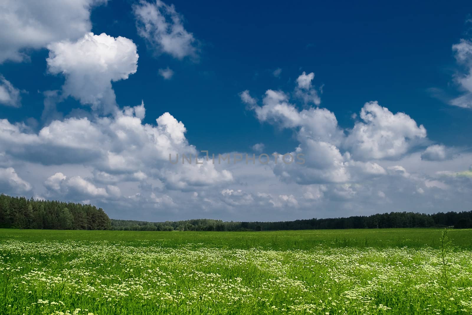 Summer landscape: green meadows and woods far away