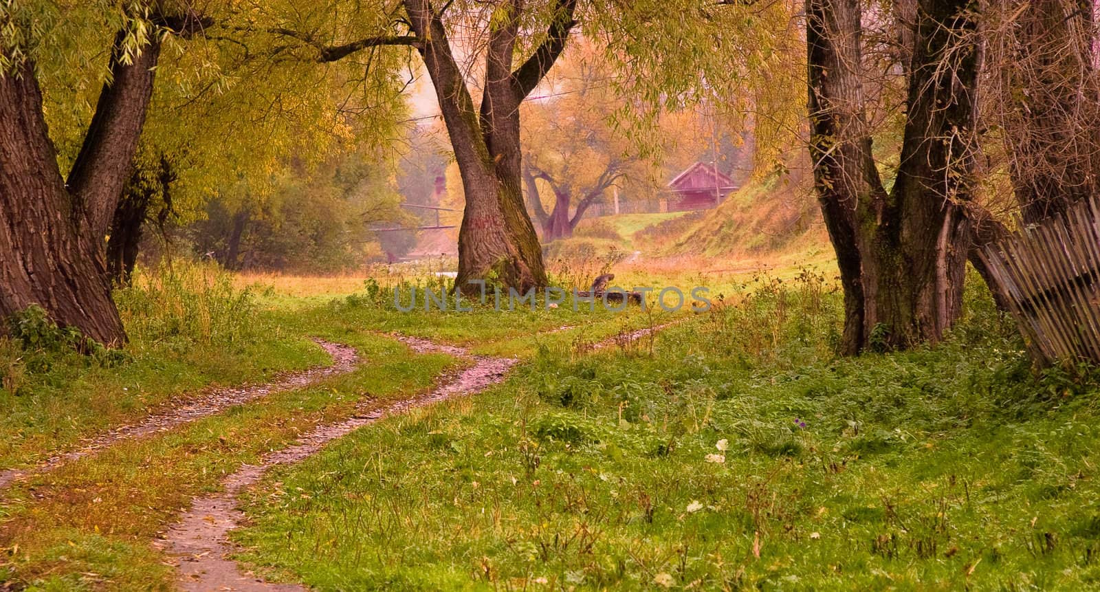 Autumn landscape: old trees, stretches far into the road, rickety fence. In the distance the river and the bridge. Gloomy weather