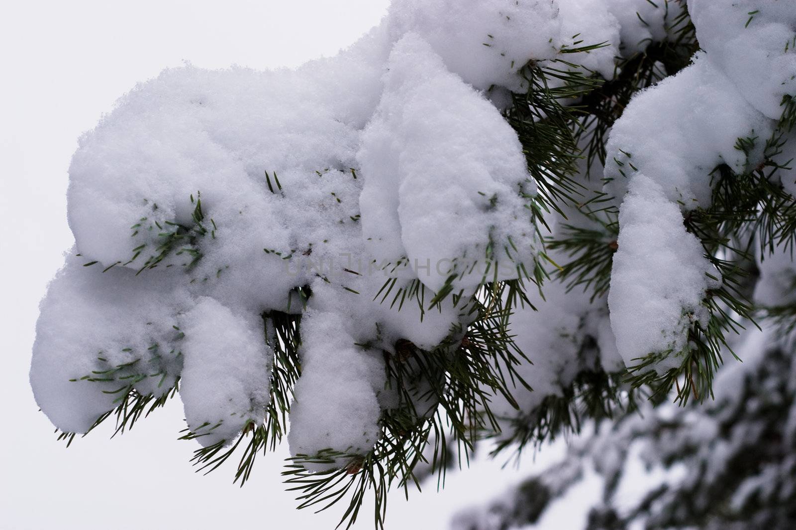 Pine trees with snow