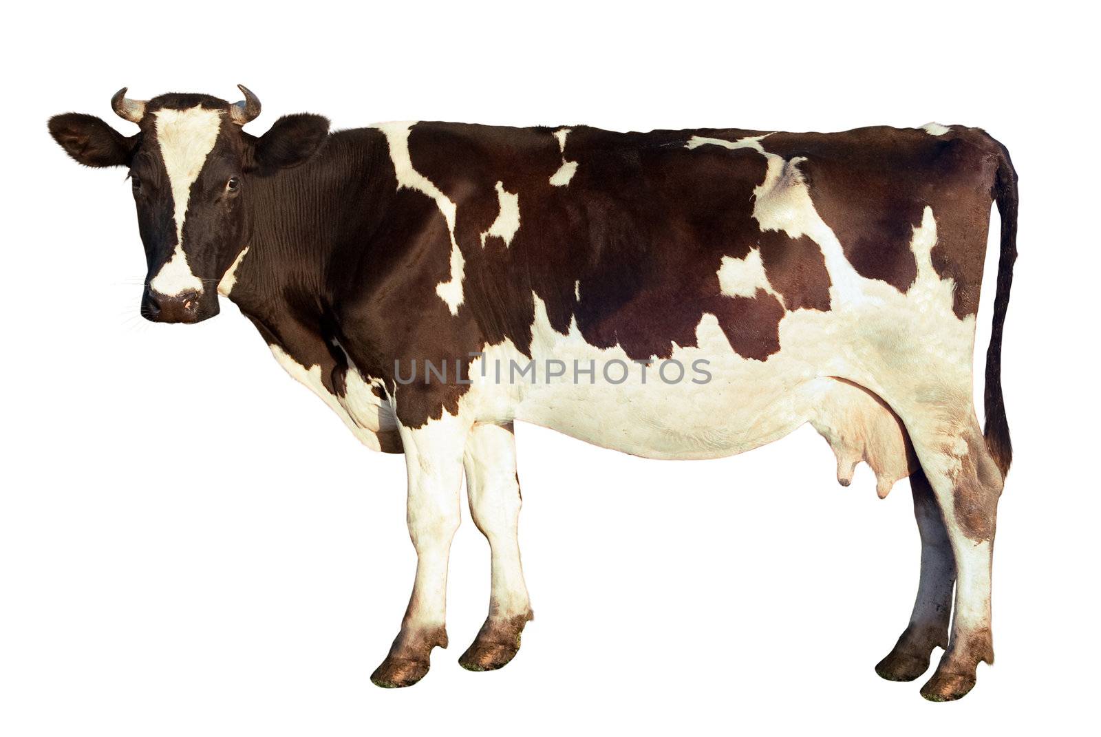 Dairy cow, spotted color, looks at the camera, isolated on a white background. Side view. The fine details of the image preserved: down on the ears and tail, also whiskers