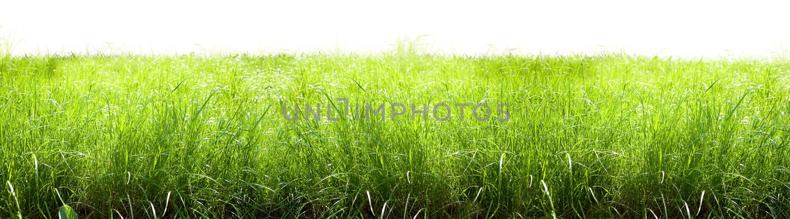 Bright sunny summer meadow with high grass 