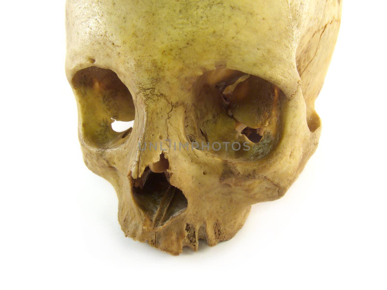 a close-up image of an isolated skull