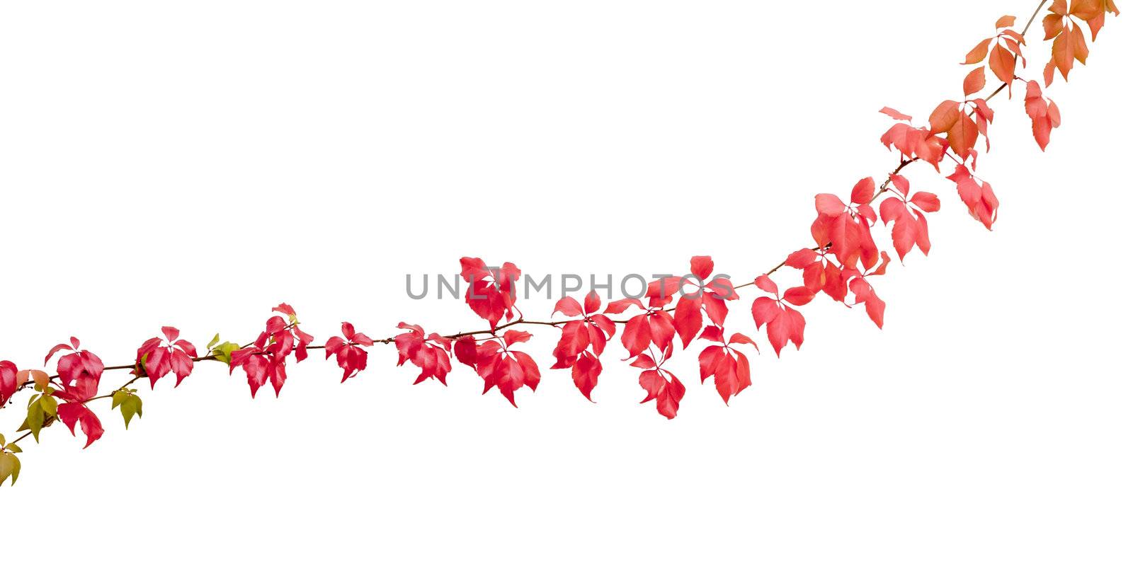 An isolated beautiful autumn red wine leaf