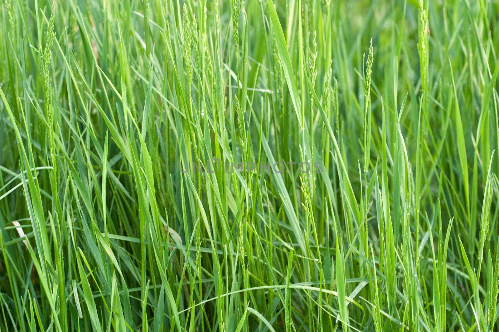 Stems young grass of the field. Soft side sunset lighting