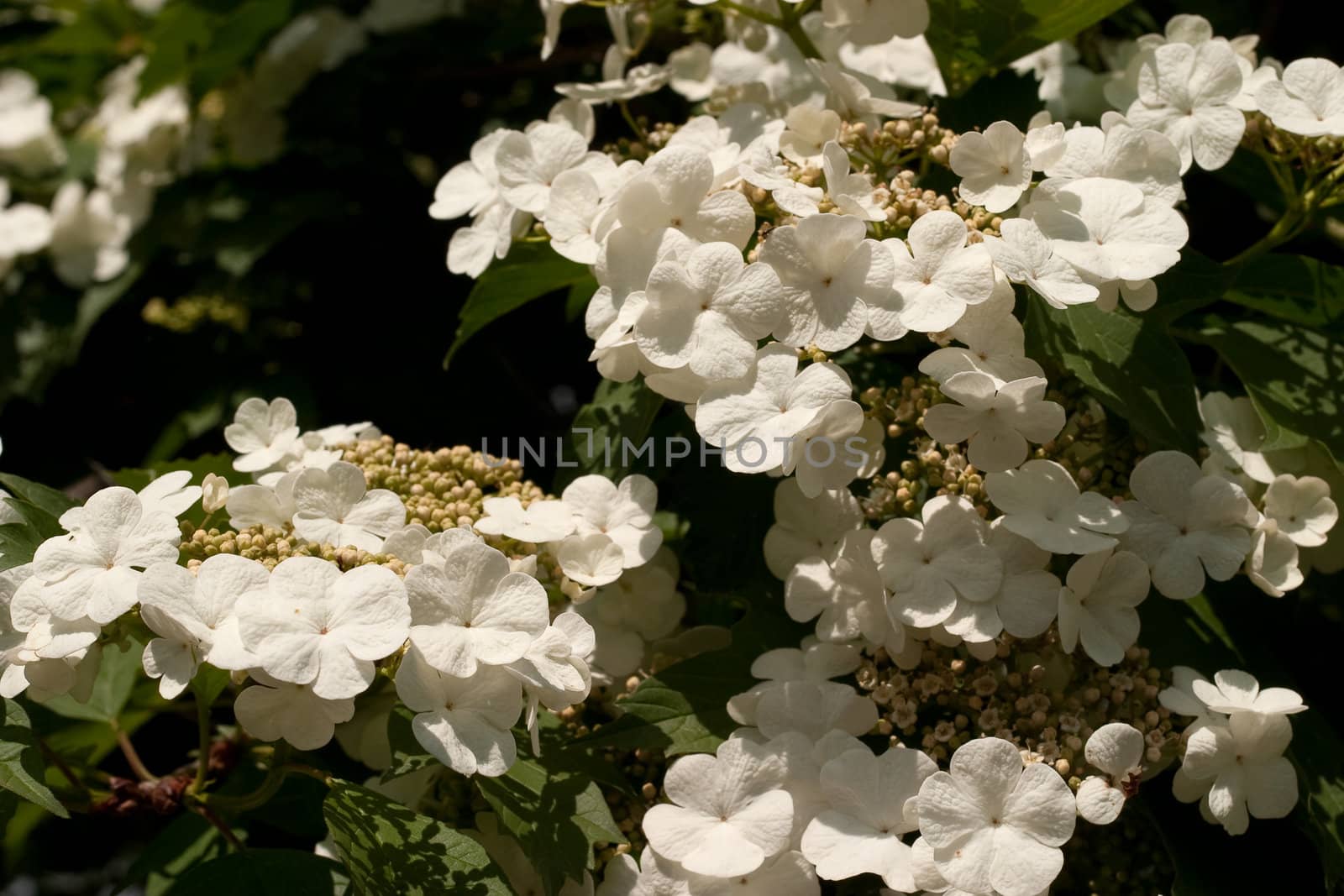 White flowers blooming viburnum