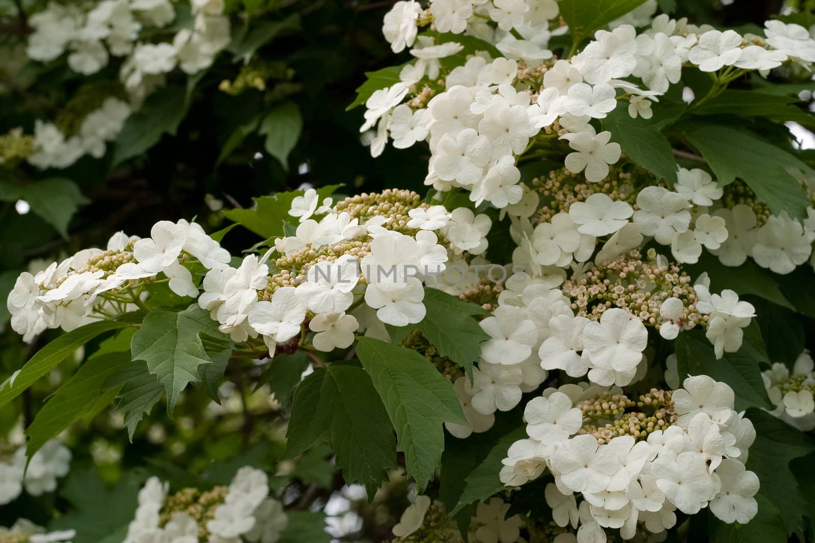 White flowers blooming viburnum