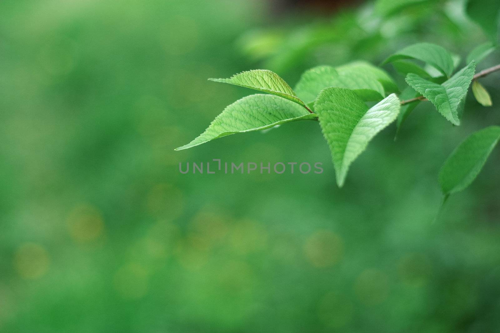 Green leaves of a tree on a green background, the background is blurred