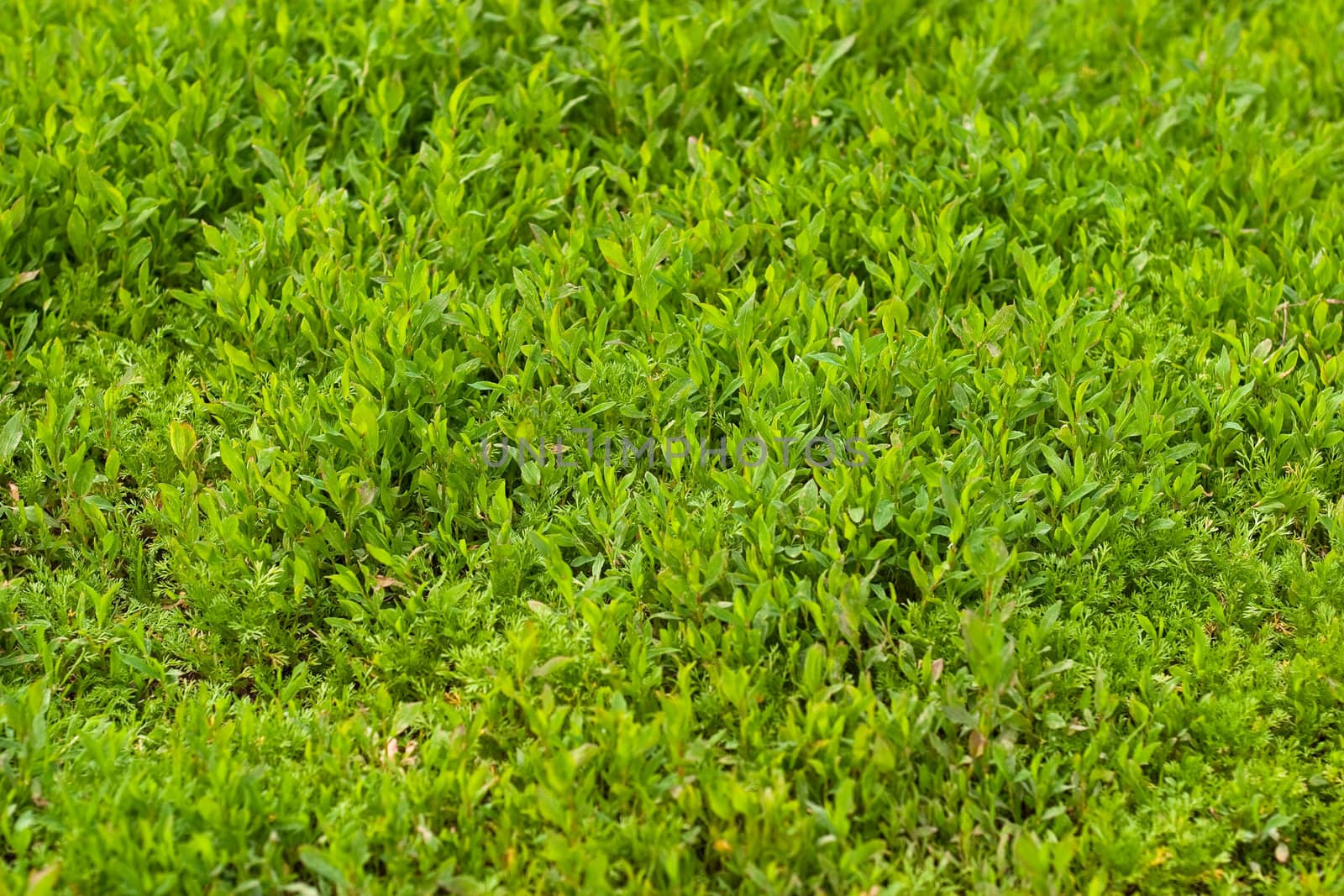 Green grass. The texture of the usual wild grasses