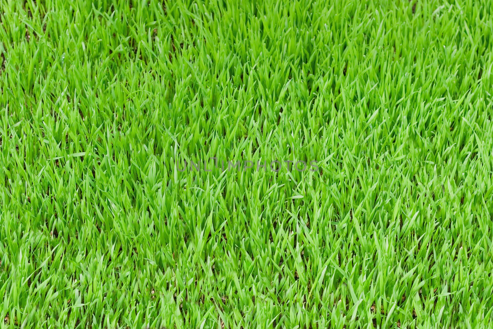 Green grass. Top view and side: the young shoots of oats