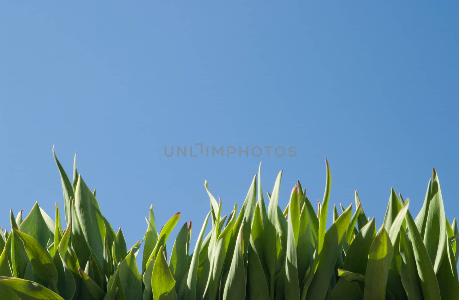 Green grass and blue sky. Natural concept. Taken in clear weather in the side, sunlight, natural high contrast. Natural grass. We used a polarizing filter. No post processing and assembly
