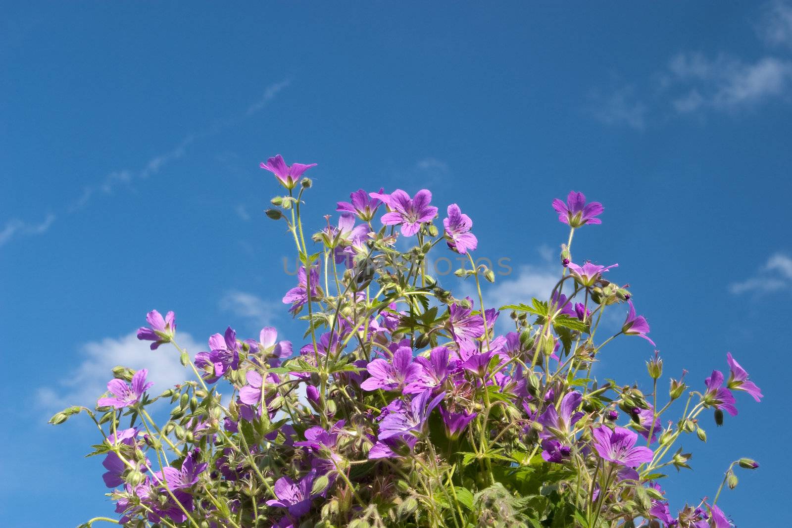 Wild flowers against the sky. The concept of summer morning mood. Taken in clear weather in the side, sunlight, natural high contrast. Natural grass. We used a polarizing filter. No post processing and assembly