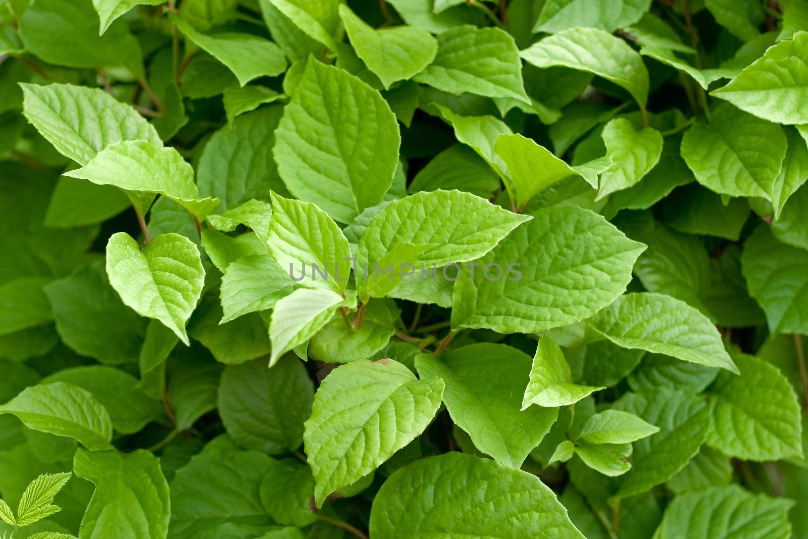 Young green leaves. The concept of nature, health and harmony