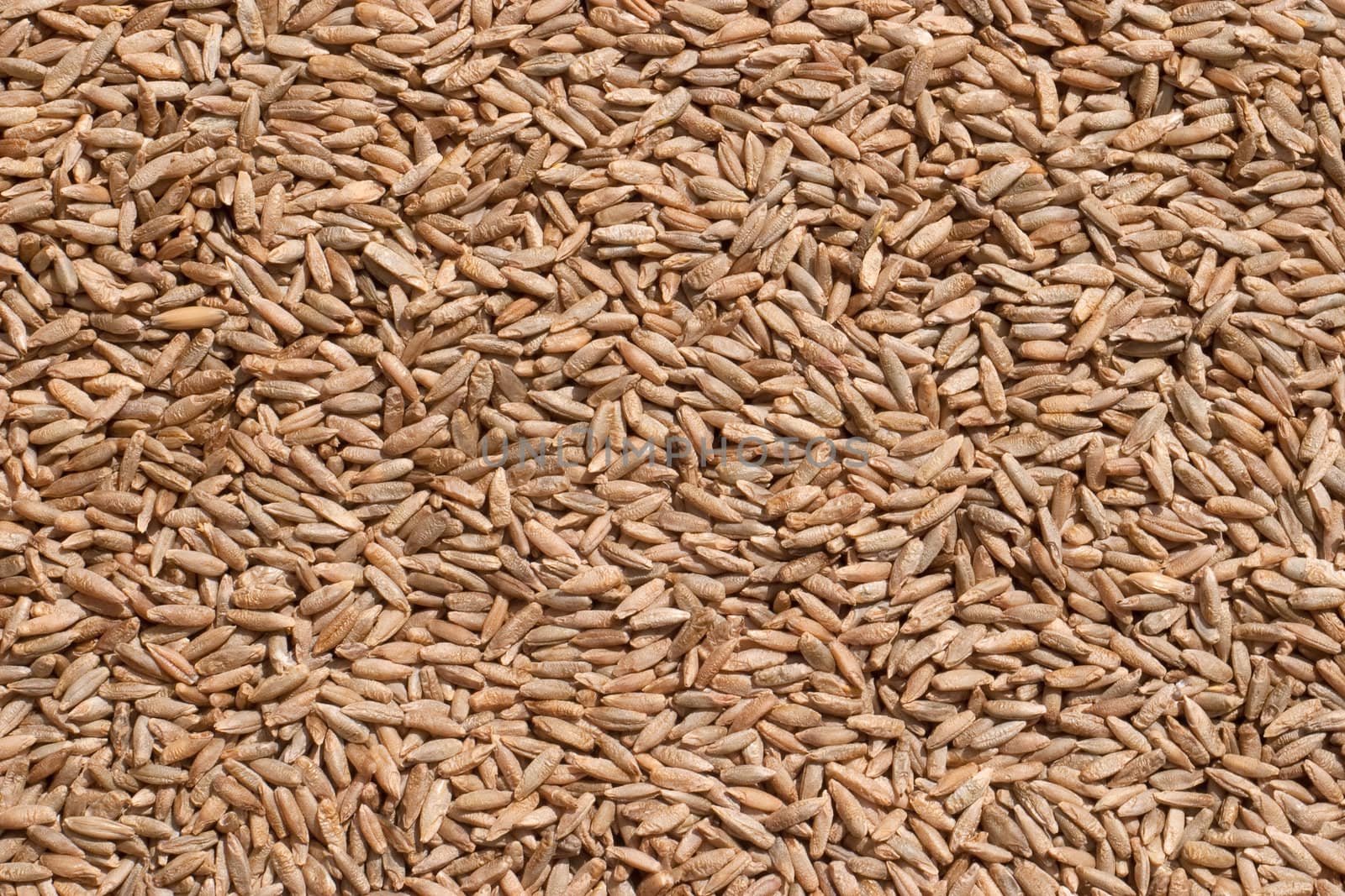 Seeds of rye closeup. Direct sunlight is to emphasize the texture of seed