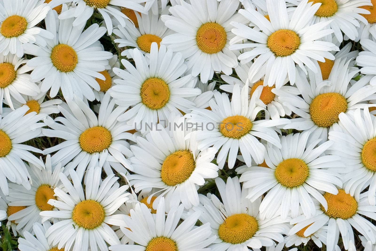 Many daisies closeup, side lighting to show the delicate texture of flowers