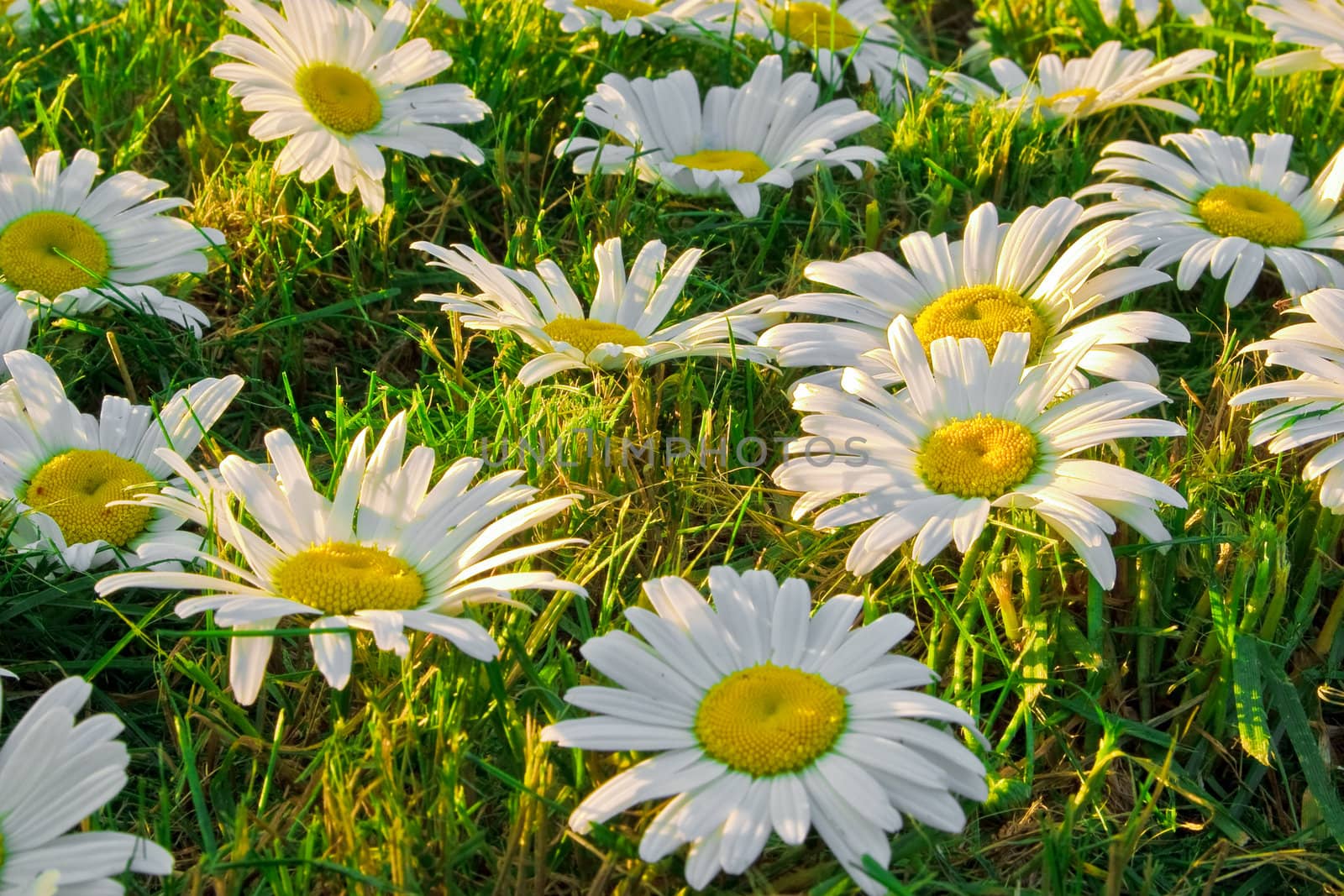 White daisies in a meadow, close-up  