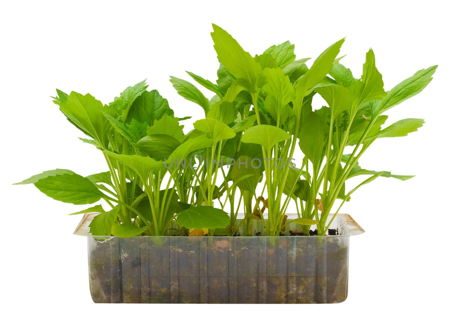 Young plants: aster. Ready to be planted. Isolated on white background