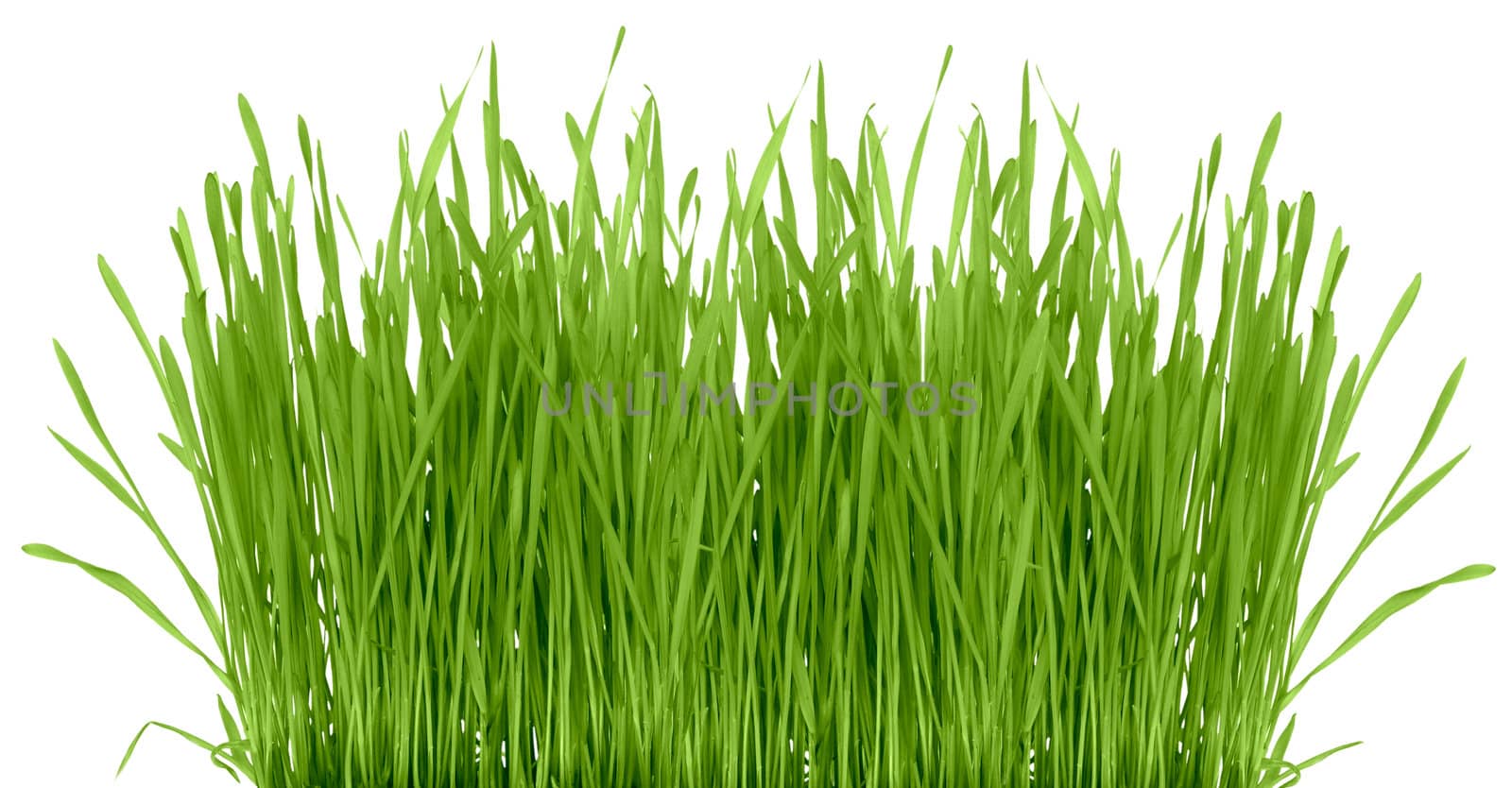 Grass isolated on a white background