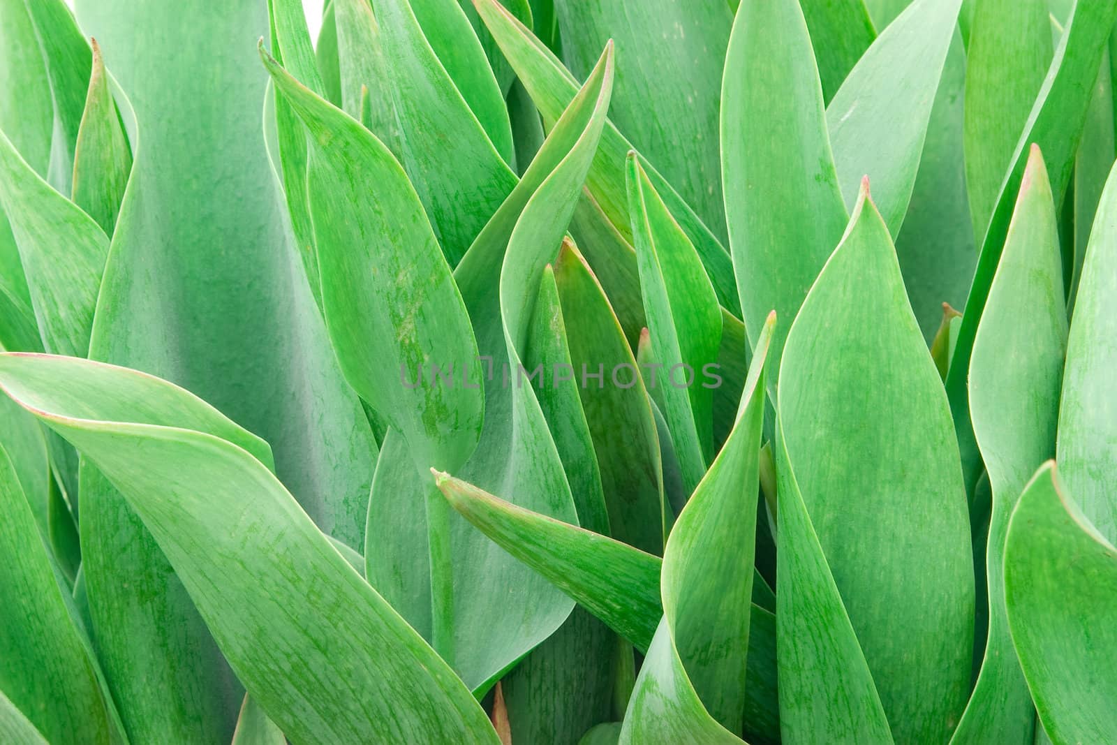 Green young leaves background for the message about health, beauty and youth 