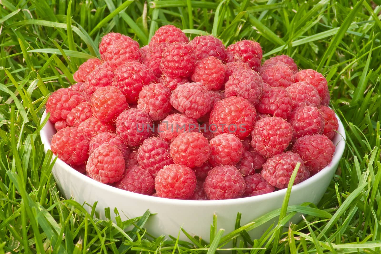 Still-life with a raspberry, solar illumination