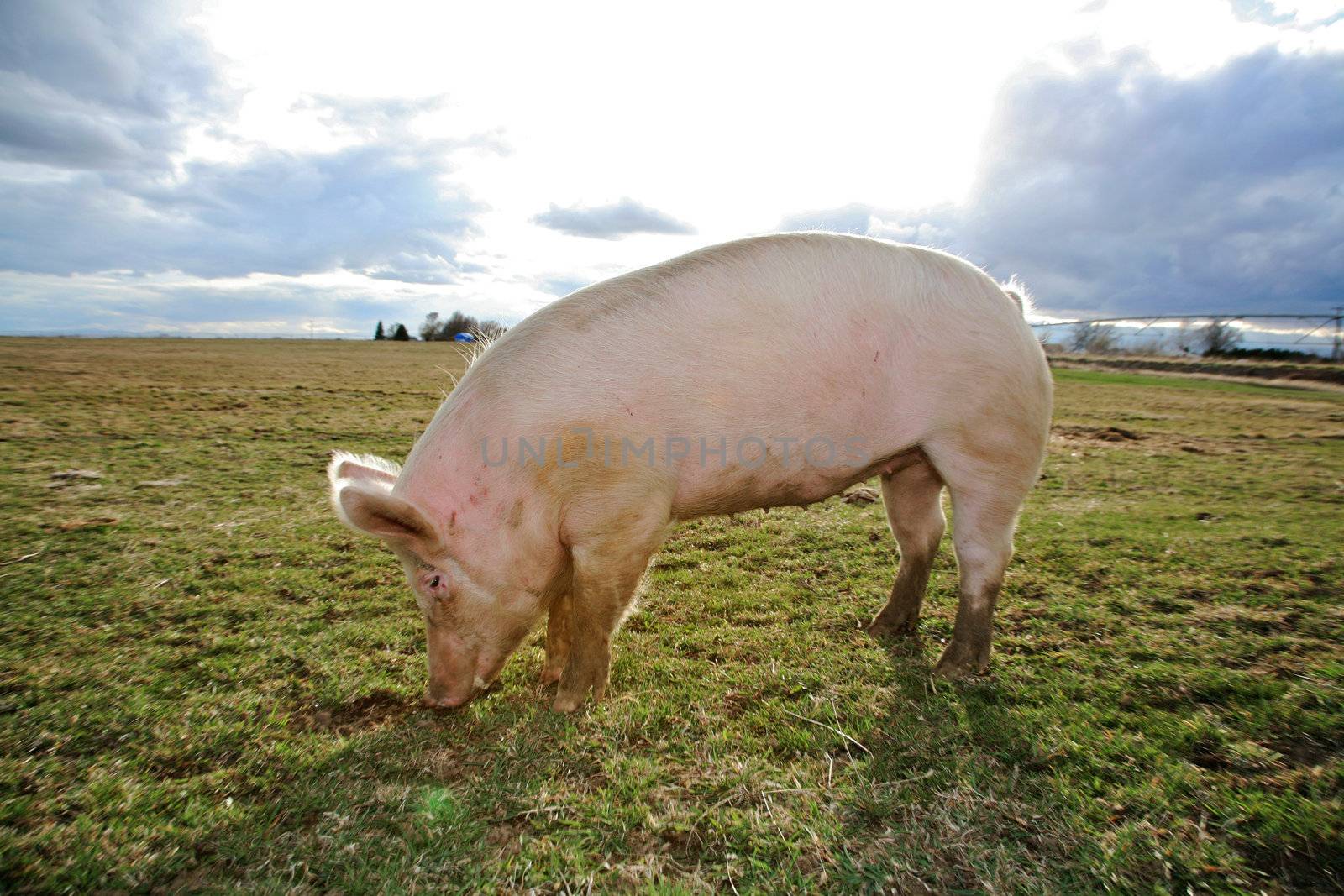 A domestic pig on a farm in Northwest America
