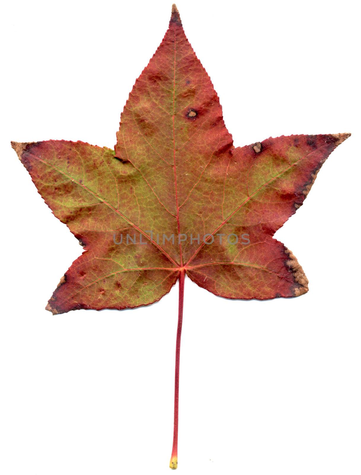 Beautiful autumn maple leaf isolated on white background.