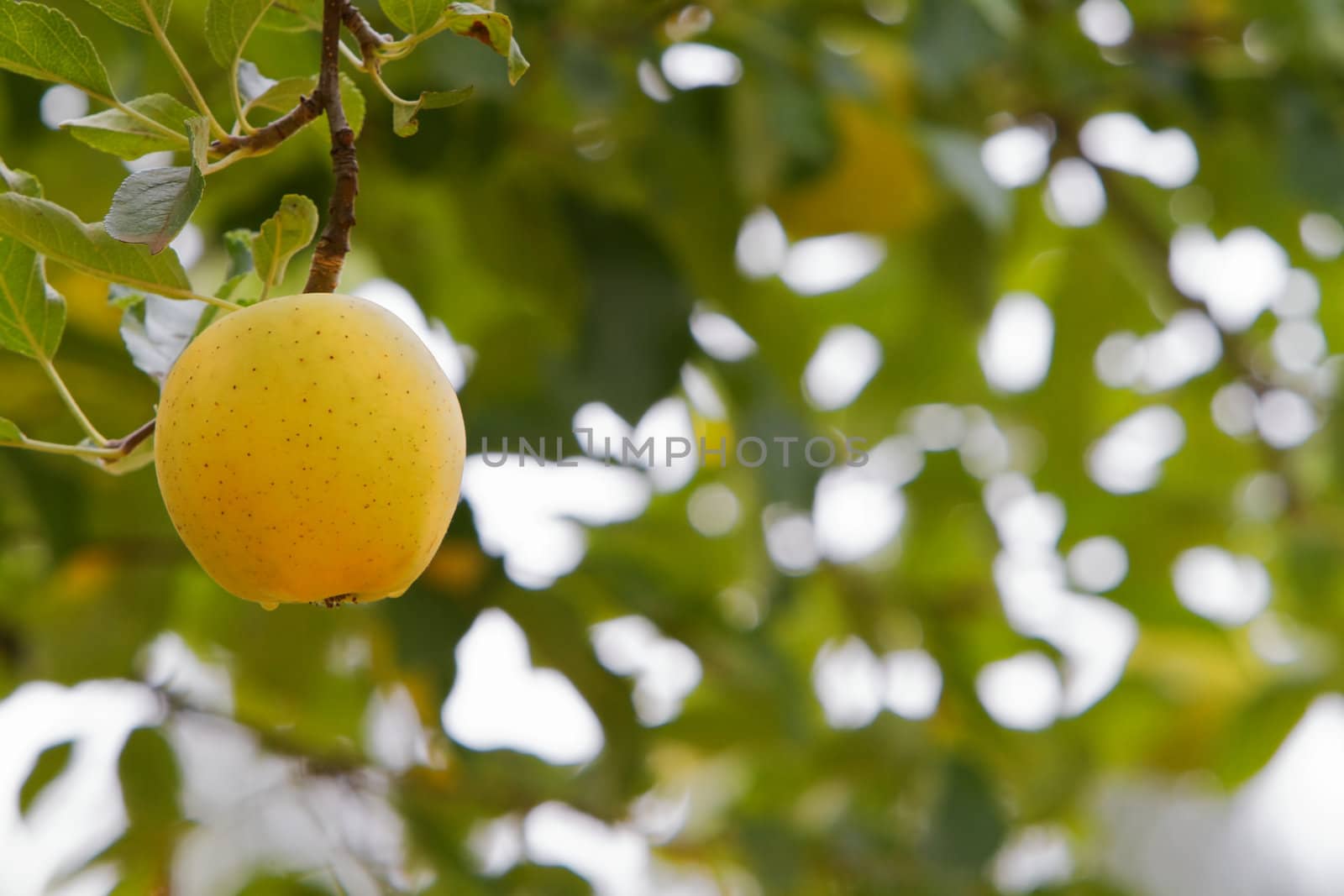 Close up Single Yellow apple on branch with soft focus background