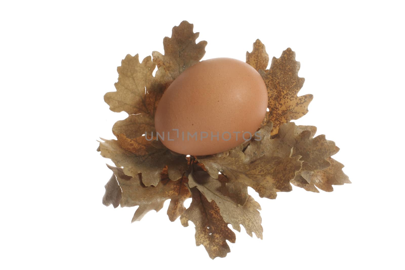 an egg on oak leaves by Jova