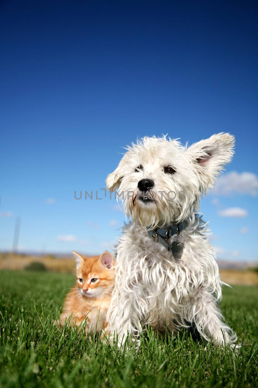 A six week old kitten and a white terrier on lawn
