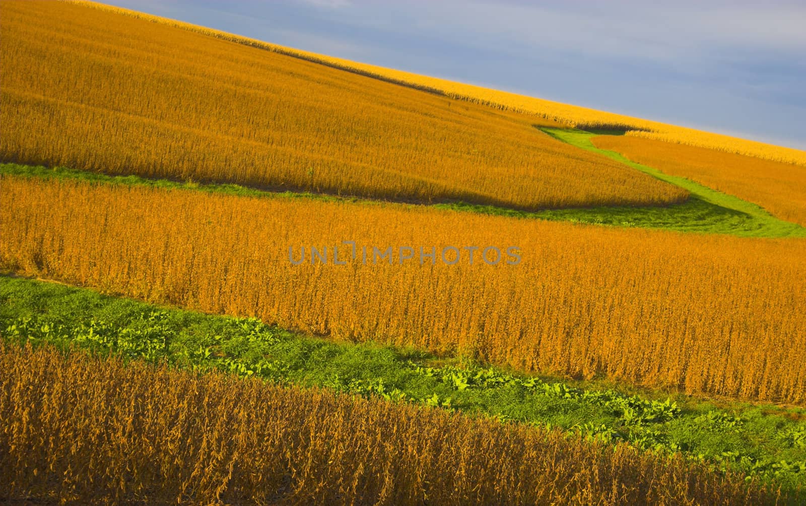 Soybean field  lit almost orange during sunset, with background of blue sky and some clouds.