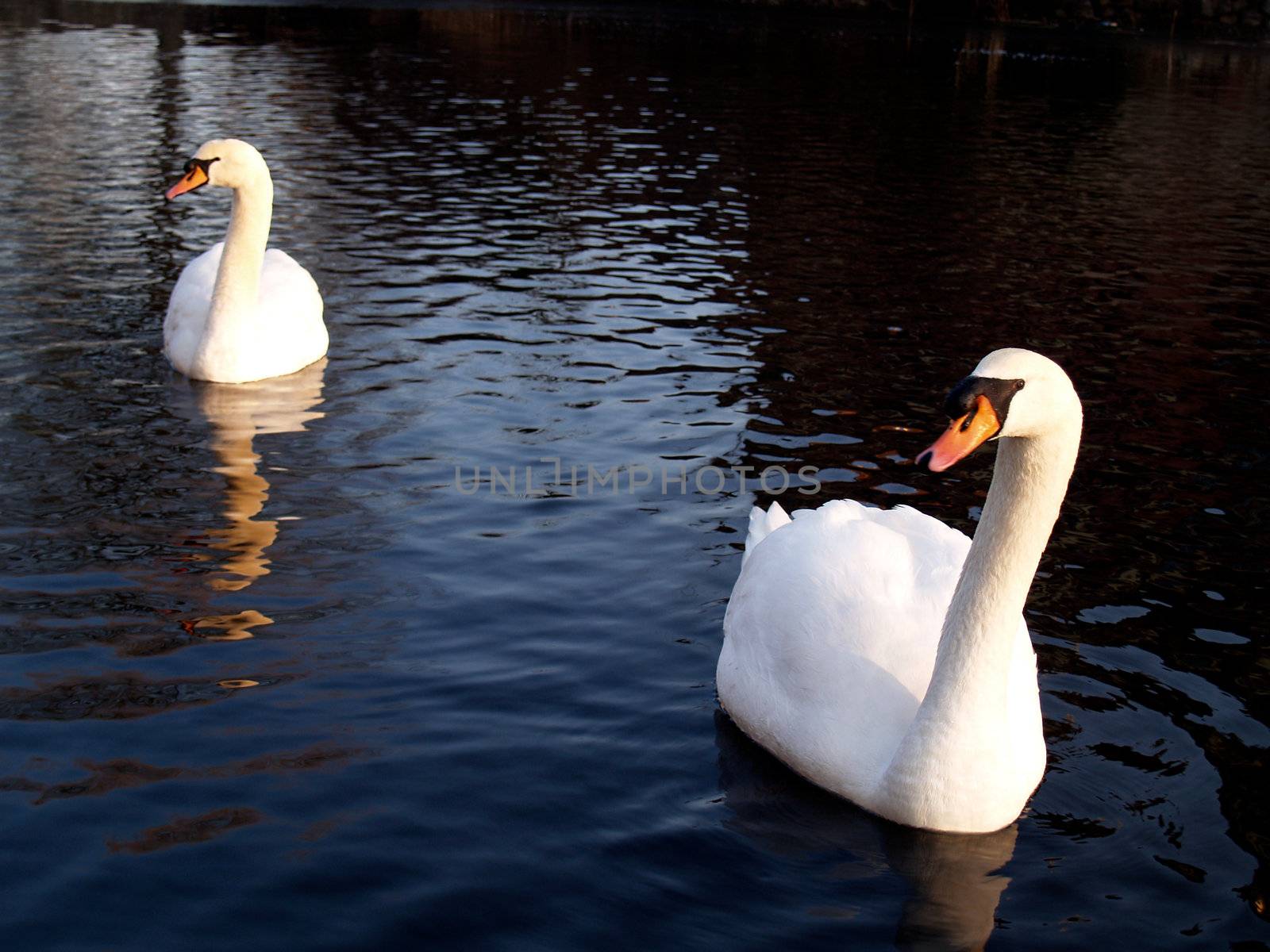 Mute swans on a lake on the island Usedom, Germany
