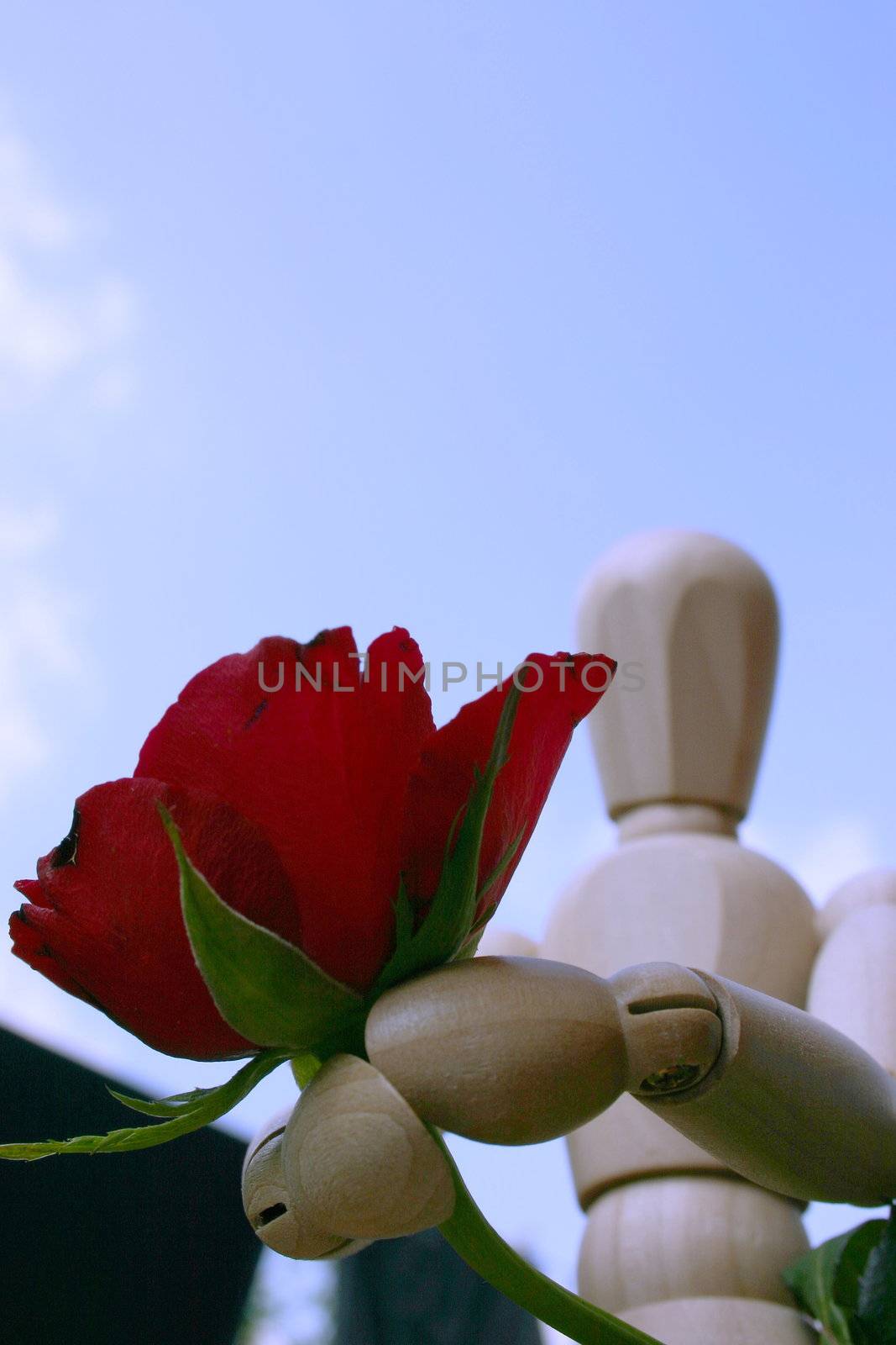 mannequin holding out  a red rose on valentines day