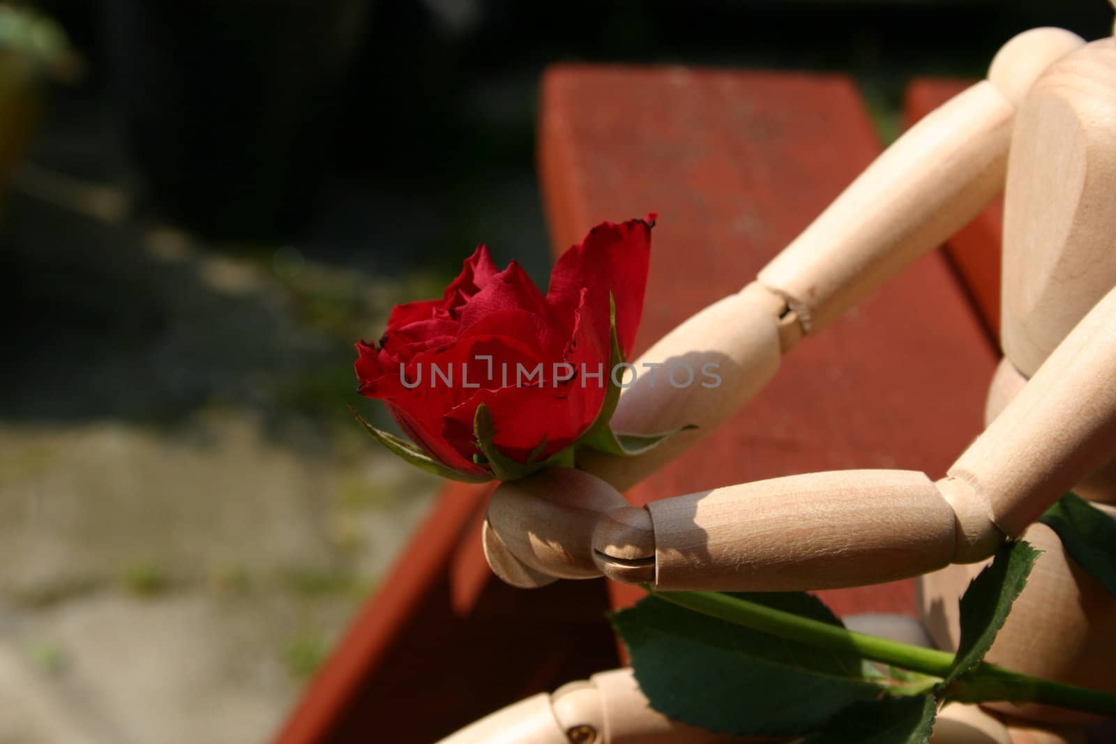 mannequin holding out  a red rose on valentines day