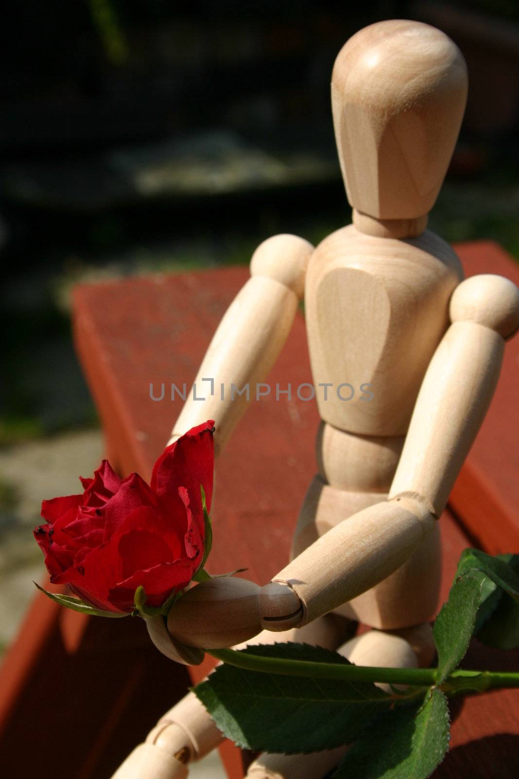 holding a red rose  for a loved one by leafy