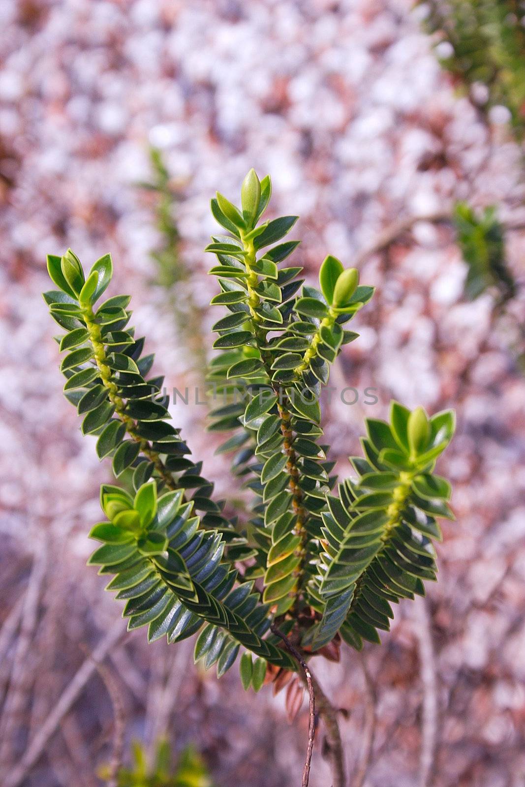 detail of leaves on a young shrub by leafy