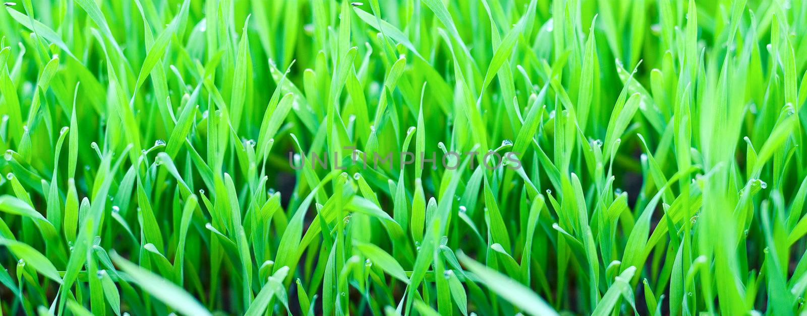 Young stems green grass and dew.